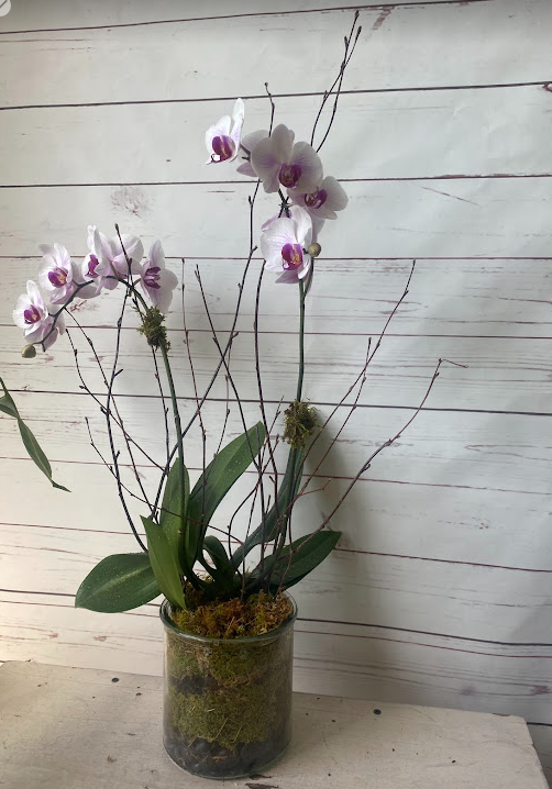 Double-Stem White Orchid in Glass Cylinder | Elegant Orchid Gift | Charlotte, NC